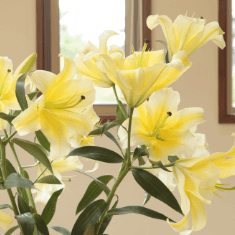 ユリの説明が入ります