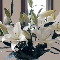 ユリの説明が入ります