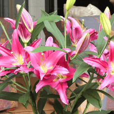 ユリの説明が入ります