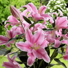 ユリの説明が入ります